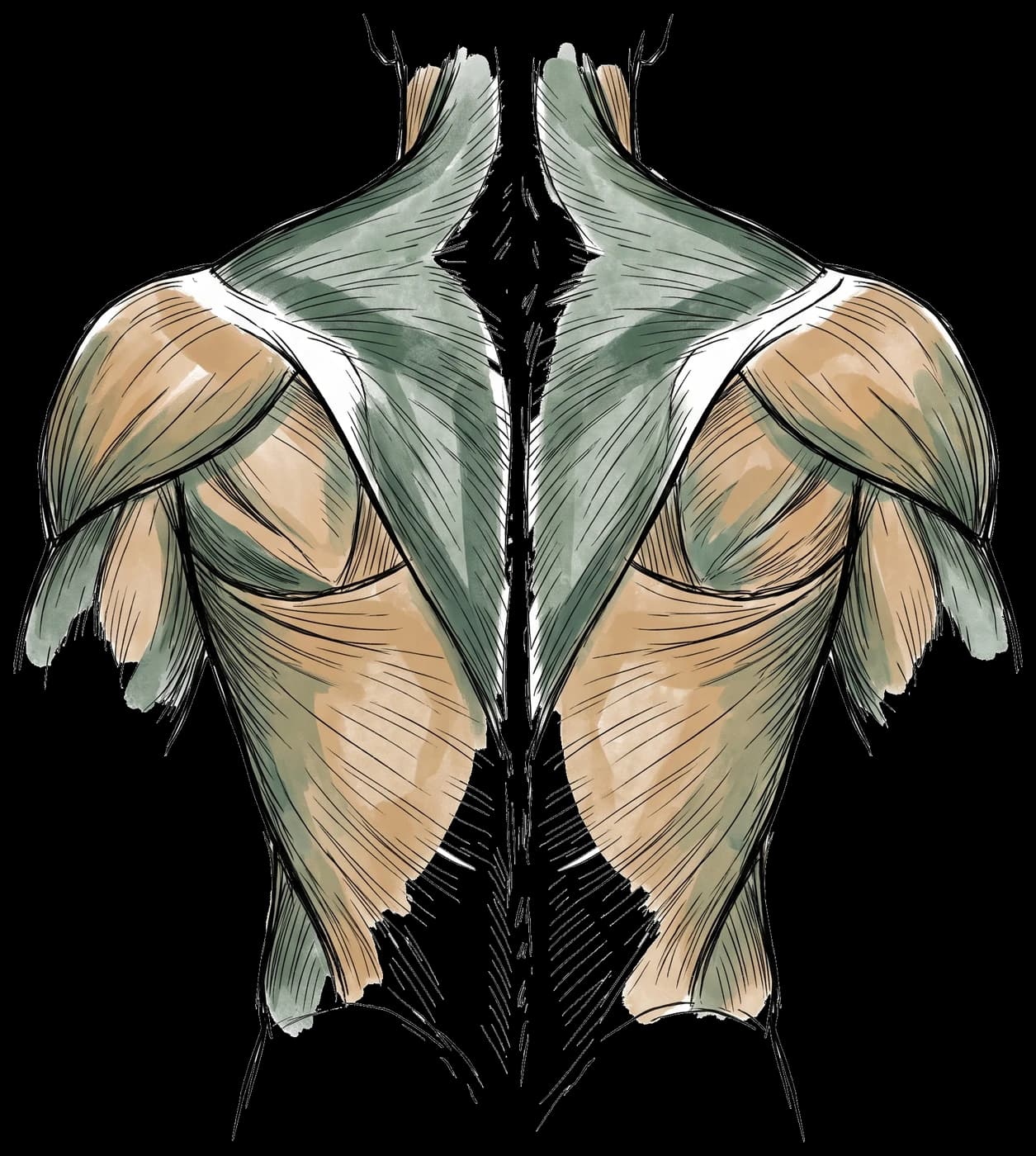 Hand-drawn sketch of the muscles of the back, seen from behind