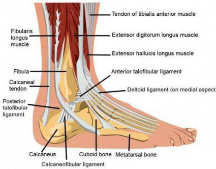 Ankle pain anatomy diagram showing tibialis anterior muscle, ligaments, and ankle joint