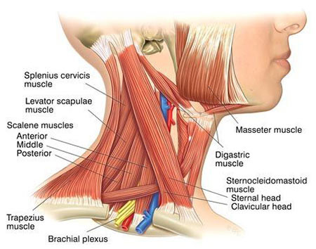 Muscle Spasms in the Neck Treatment